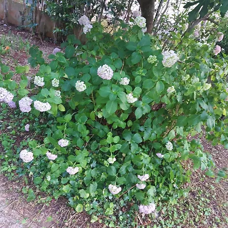 Hrastic Apartman Porec